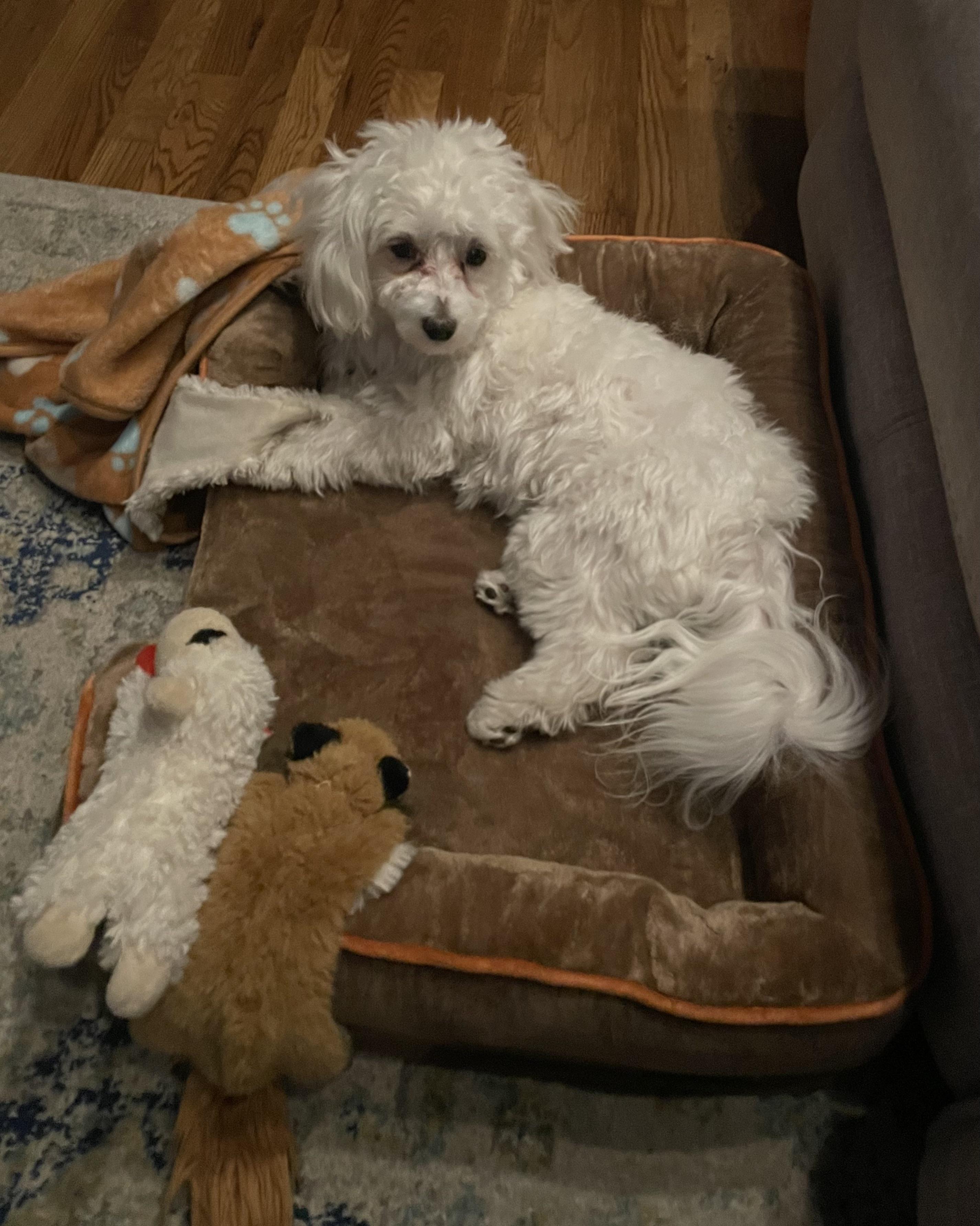 Mister has a new Memory foam bed.