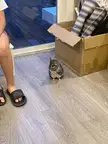 Need fence recommendations, Chinchilla keeps escaping