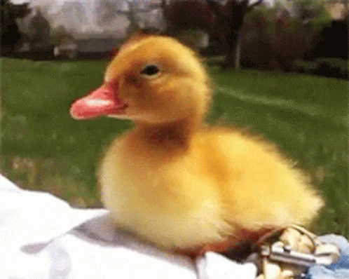 Explore and share the best Baby-duck GIFs and most popular animated GIFs here on GIPHY. Find Funny GIFs, Cute GIFs, Reaction GIFs and more.