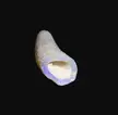 Natural Opalised Plesiosaur teeth are approximately 110 million years old from Coober Pedy, South Australia