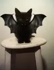 on a scale of 1-10 how cute is this lil guy