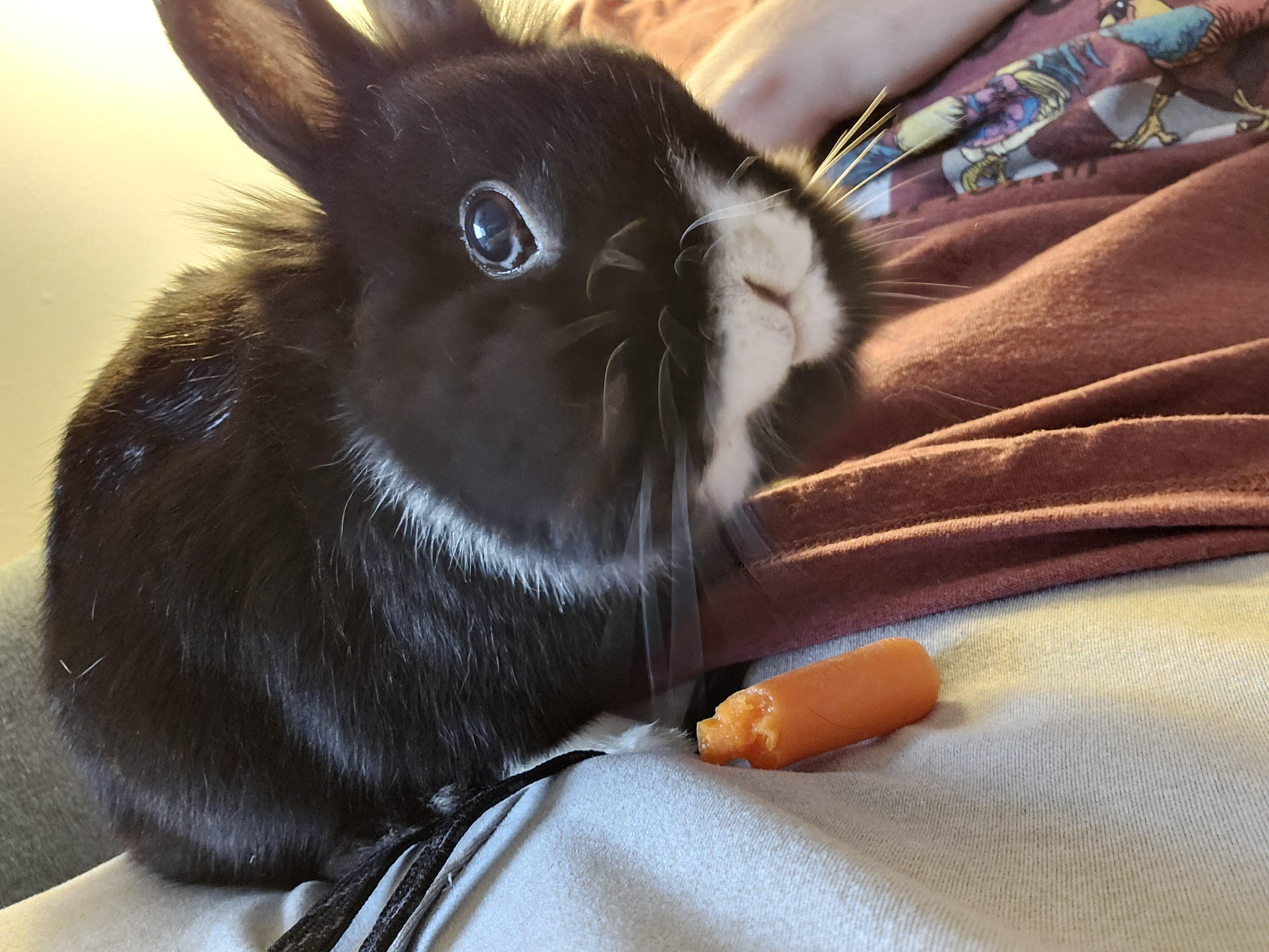 Cute black and white rabbit making funny faces at a baby carrot held by a person in a maroon shirt.