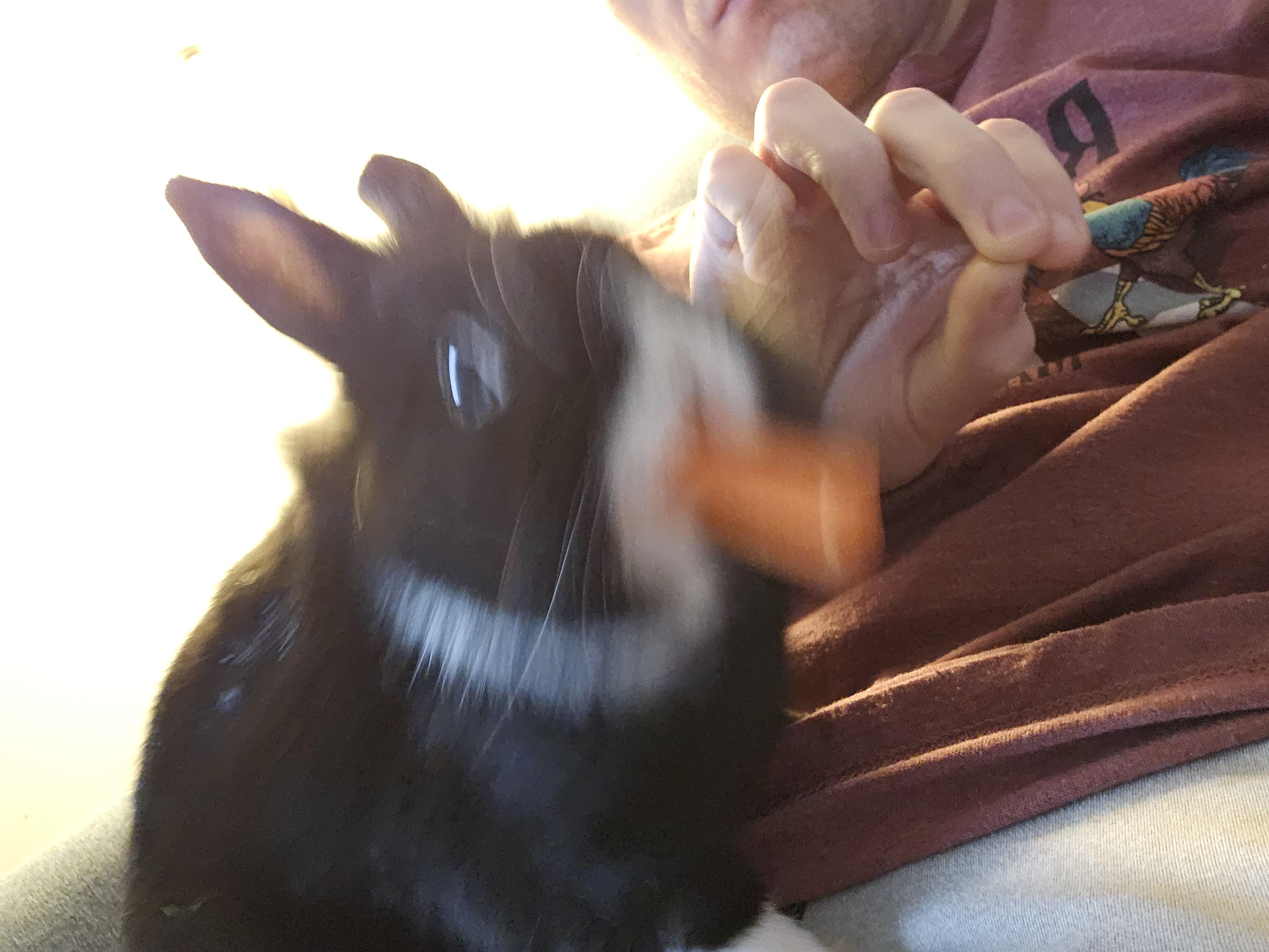 I wanted a photo of him nibbling on a carrot from my hand...