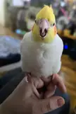 Scary Dinosaur Mode Activated