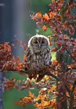 Adorable Owls