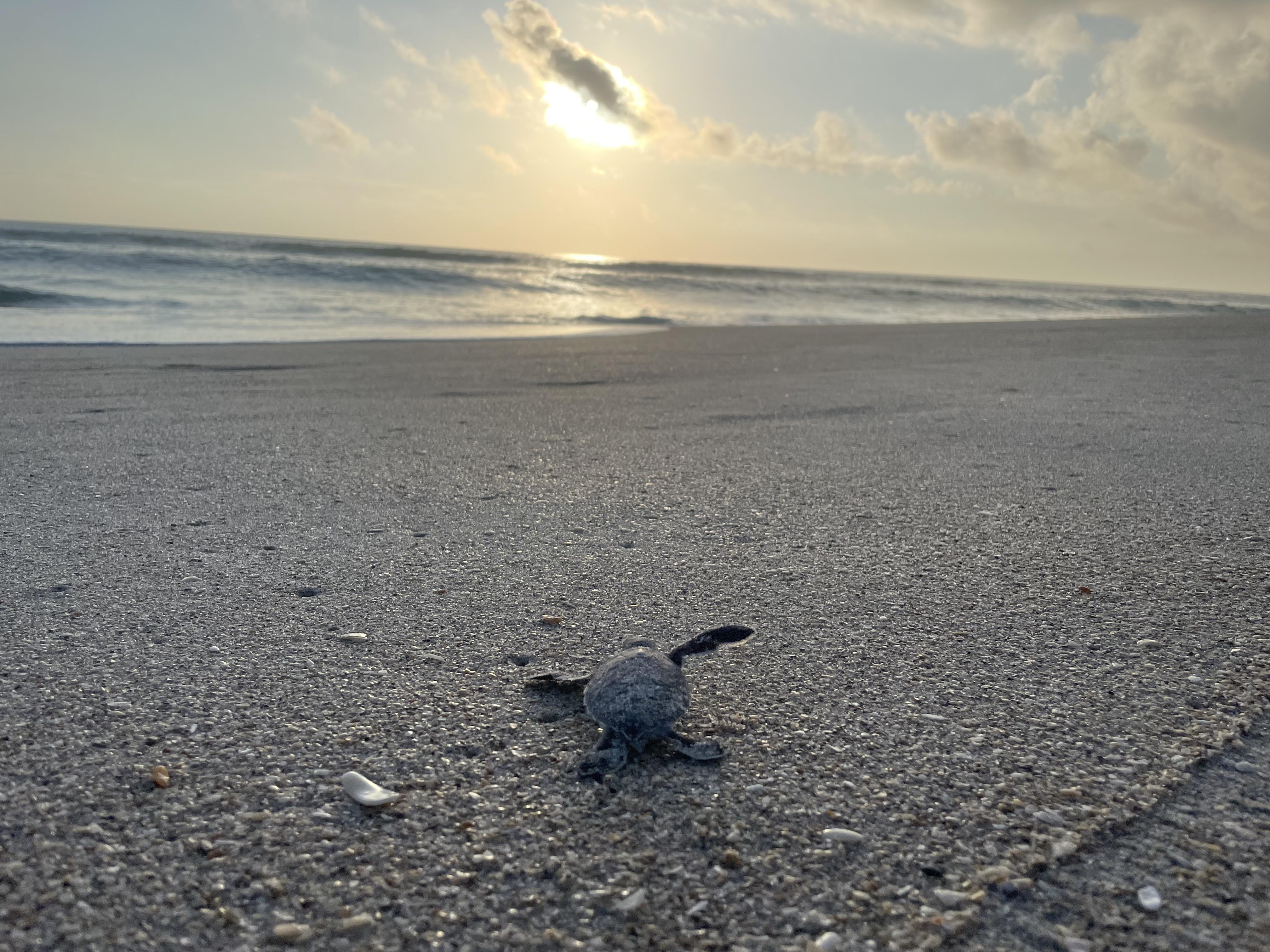 Sea turtle hatchling in Melbourne Beach, Florida