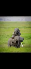 babyelephants