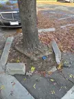 Beautiful Urban Tree Pit