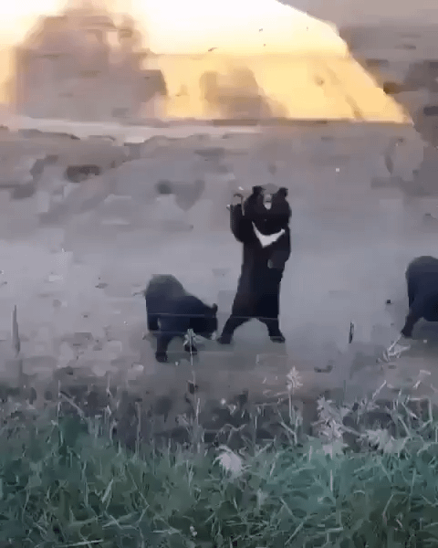 Bearswaving