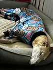 Senior Greyhound Temperament/Physical Changes