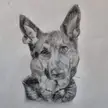 German Shepherd, AnonyMillie, Pencil, 2021
