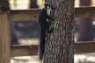 Southern Fox Squirrel I stumbled upon today in FL