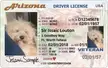I made my dog a drivers license