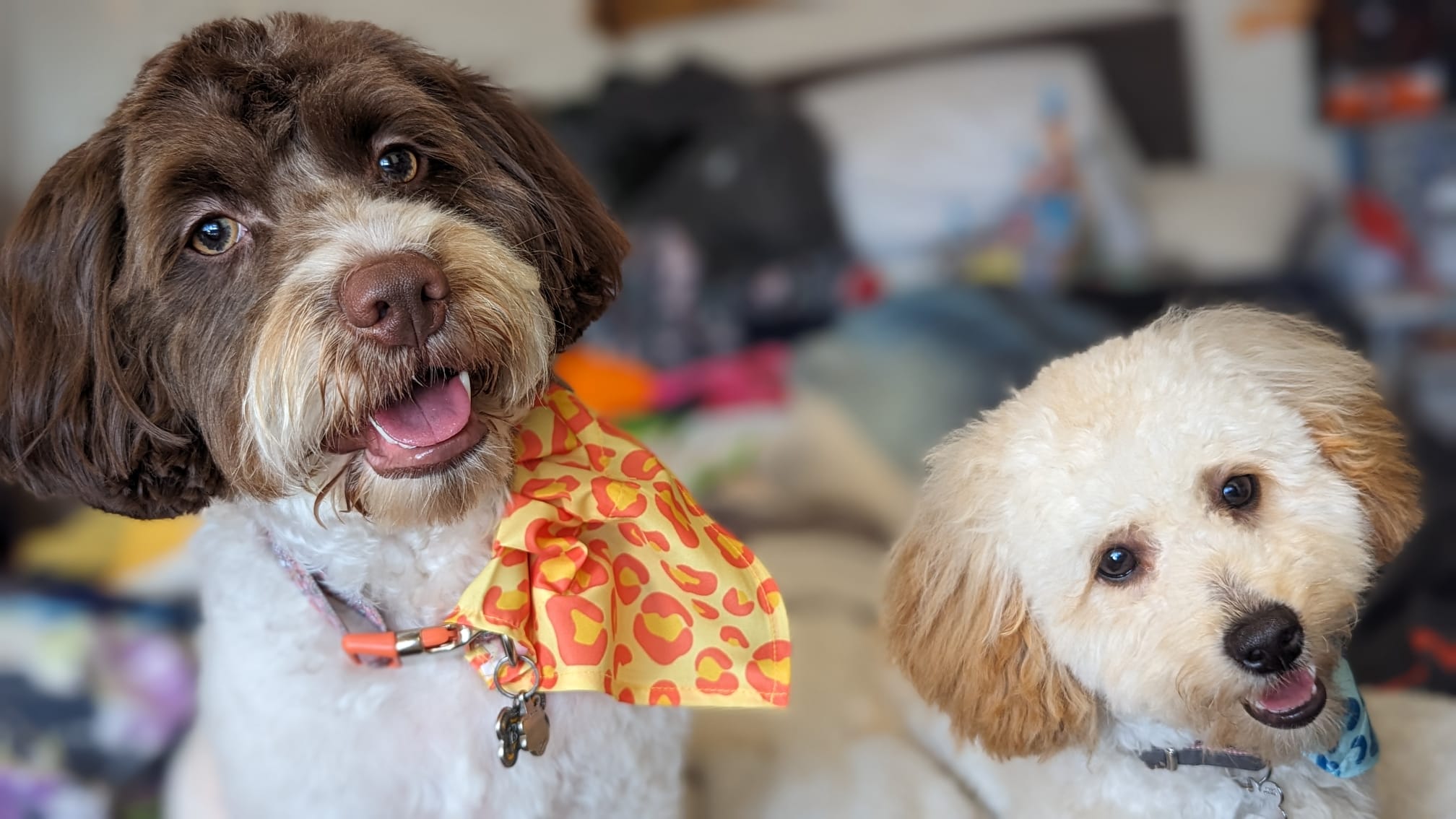 Tinker(Right) and Belle(Left) have had a bit of a hair cut and this was Tinkers first one too.