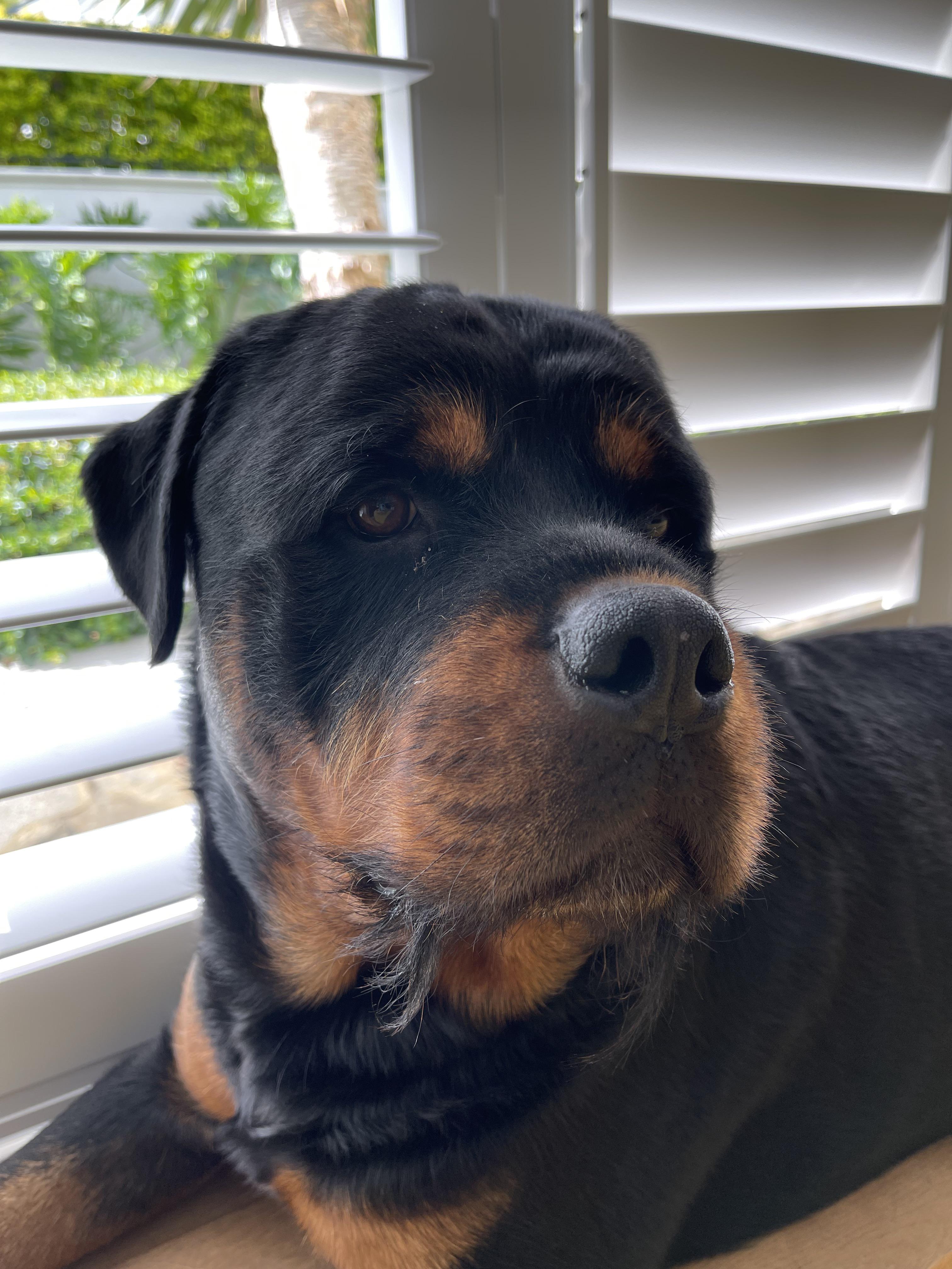 Apollo and his magnificent beard 😍 Do your male rotties have beard and do you trim it?