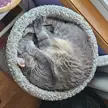 Cat in circle