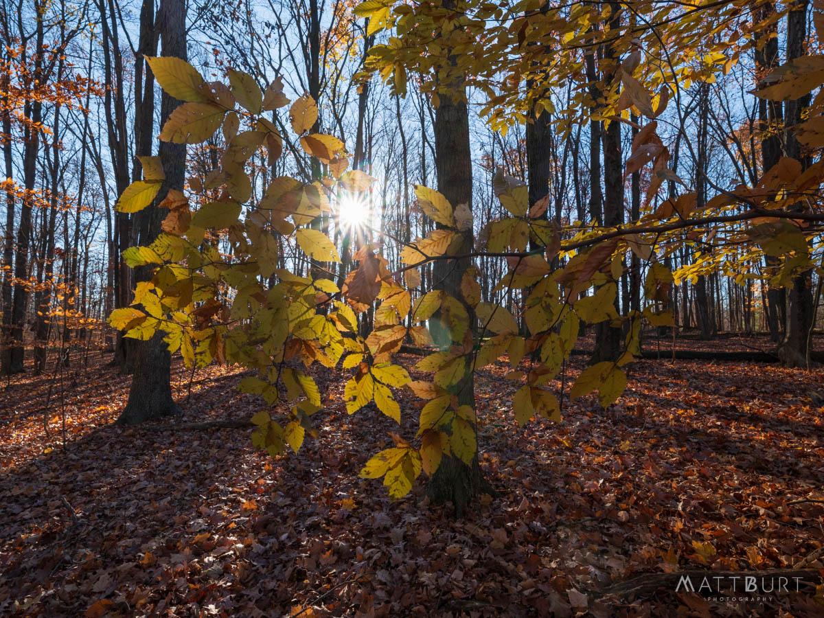 Late fall in the woods