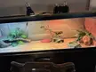 Best place to get replacement lids for tank? 36”x 16”?