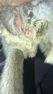 What gender is my chinchilla? (More in the comments)