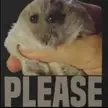 A cute fluffy hamster being held in a hand with the text PLEASE, a funny animal meme.