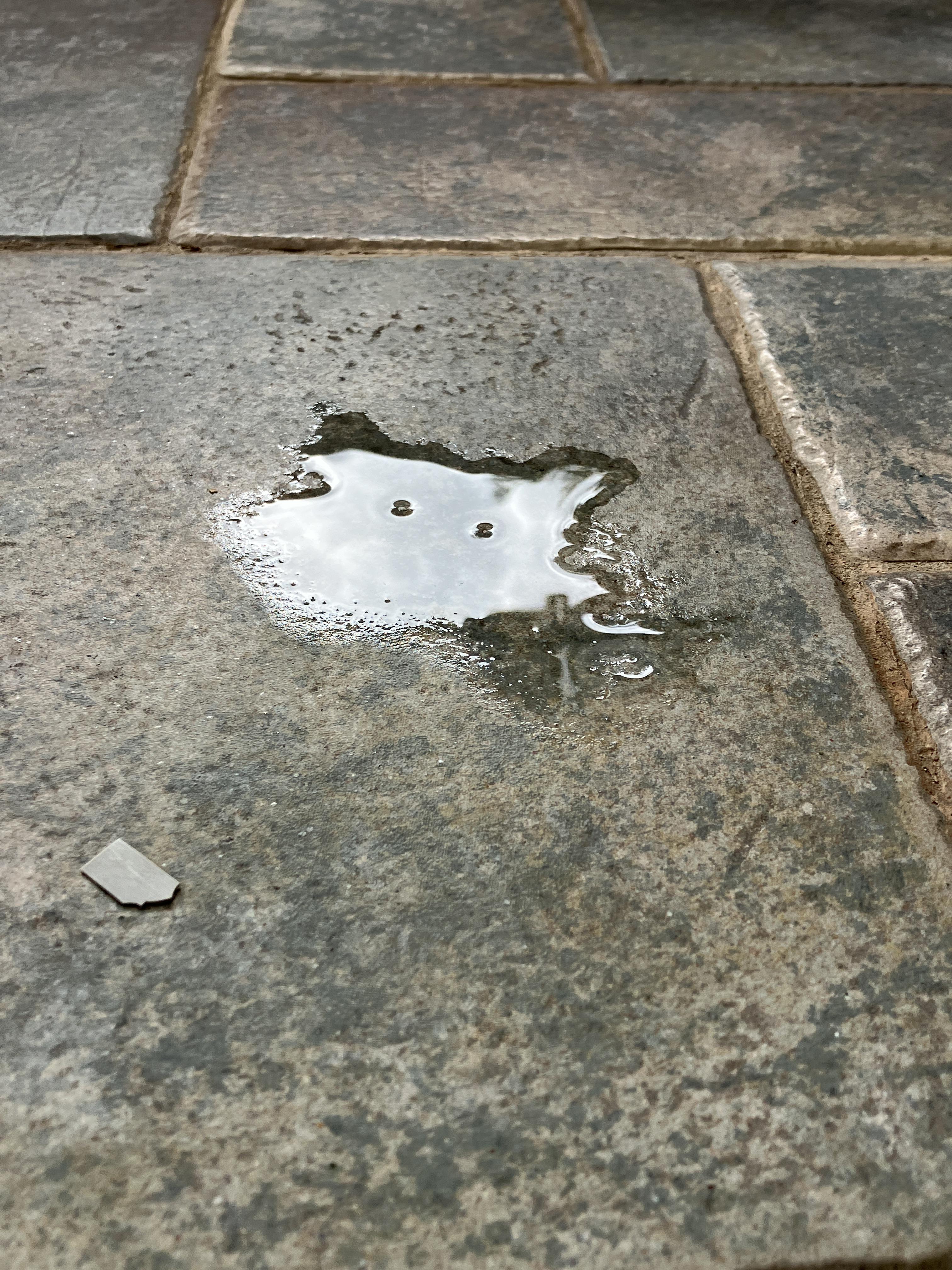 Puddle Bath This small puddle of rainwater looks like a cat | Scrolller