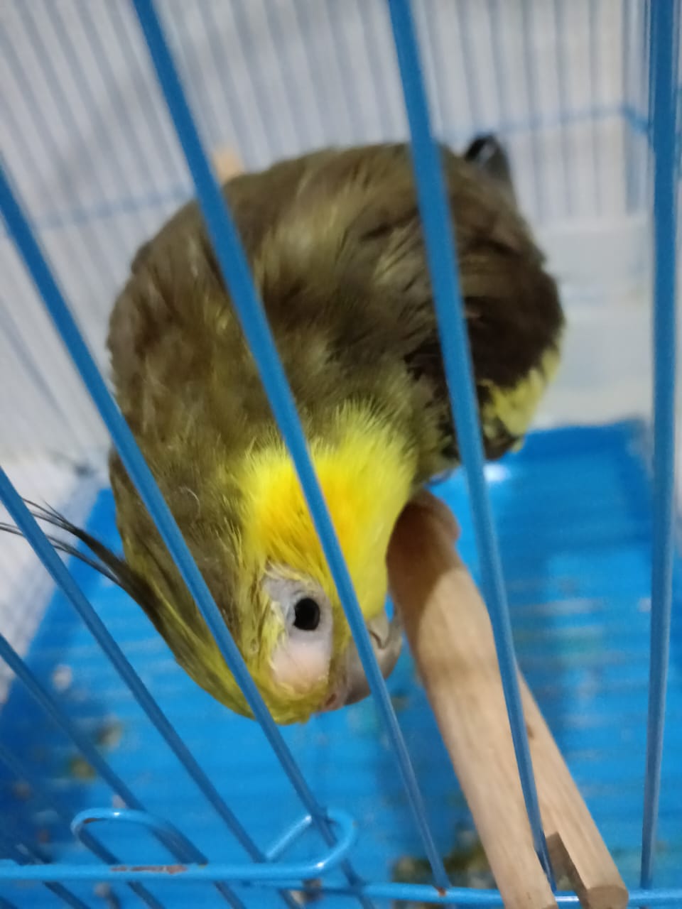 A yellow and green budgie making eye contact while peeking from inside a blue bird cage.