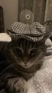Meowy Blinders
