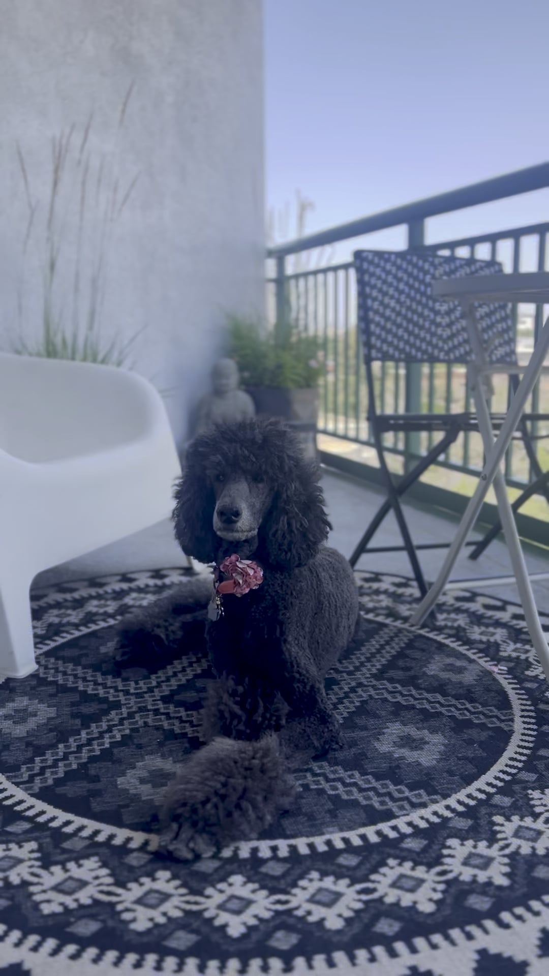 Tokyo enjoying the breeze! 🌬️🐩