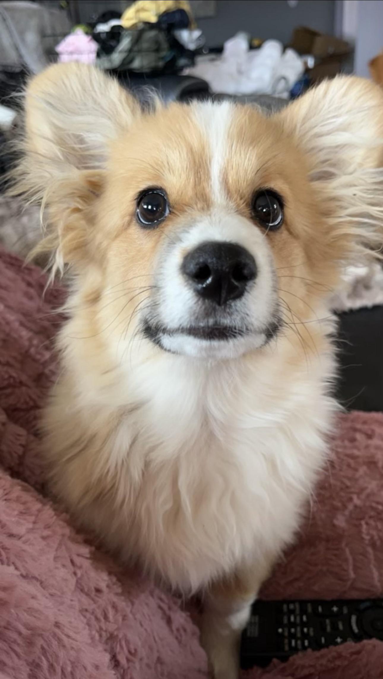 The cutest face to wake up to 💛