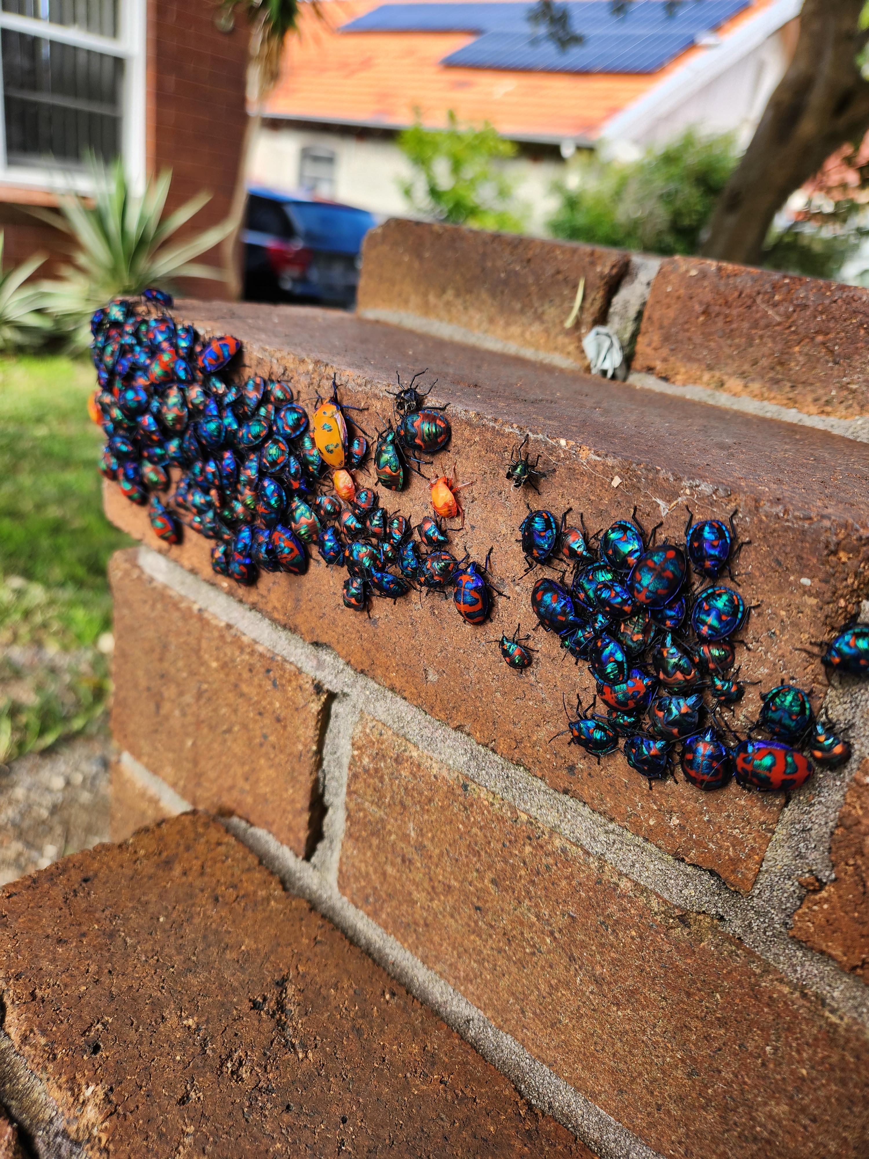 Colourful bugs in Australia