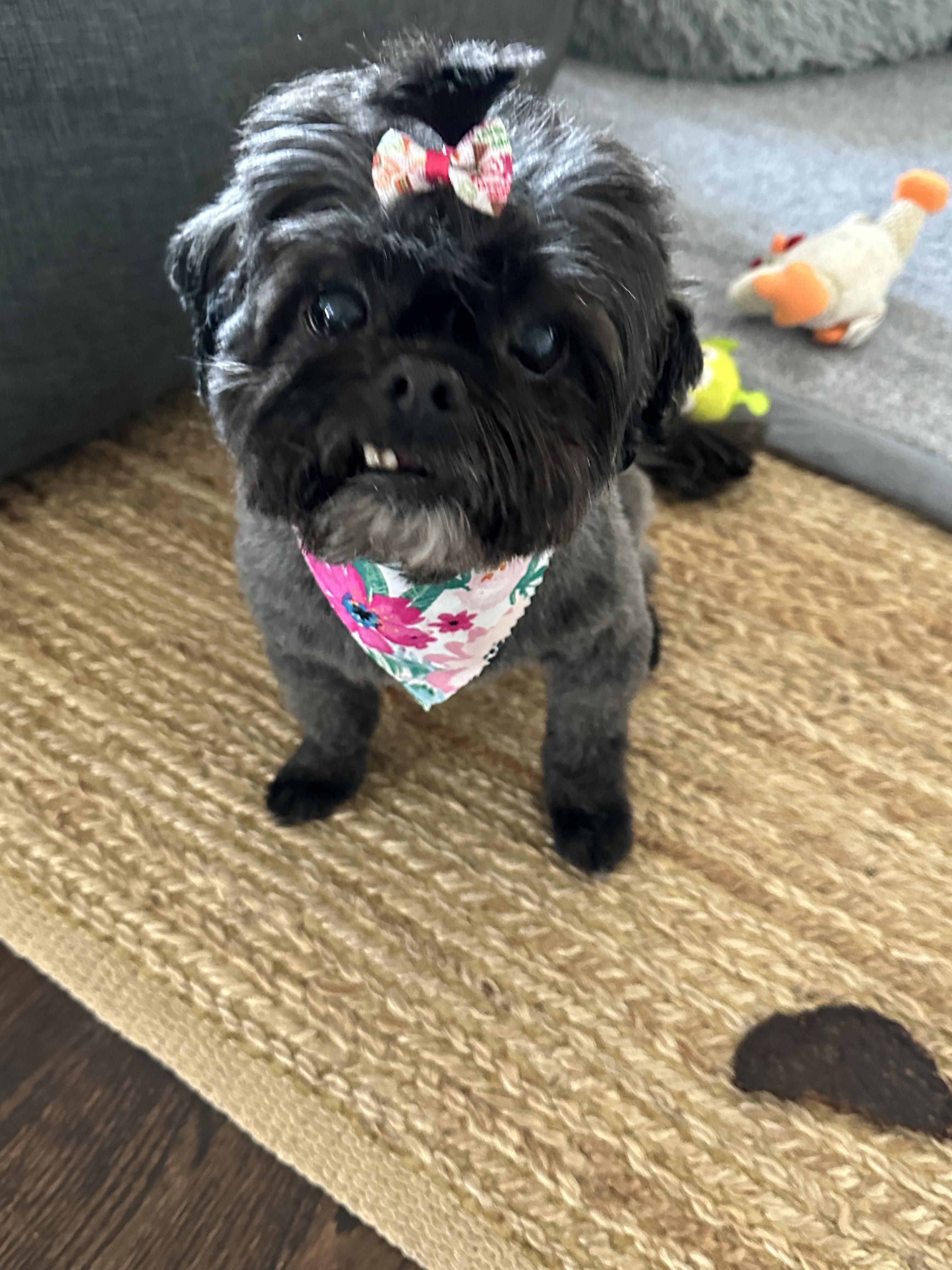 Help: Collapsed Trachea