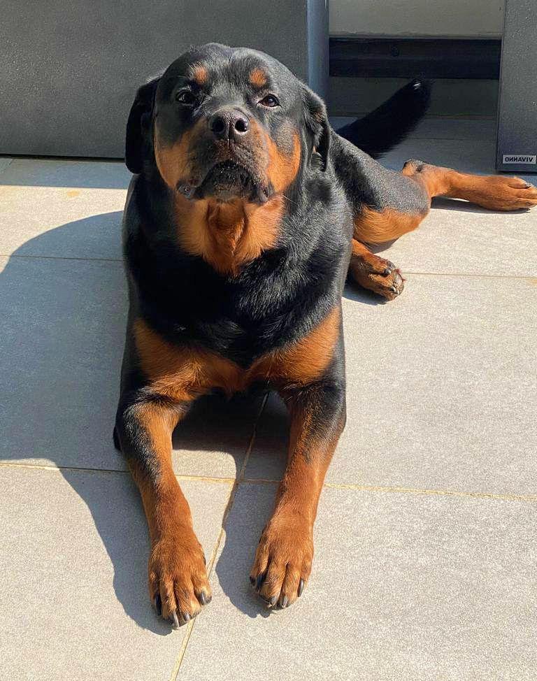 Baby rottie, lying on the sun | Scrolller