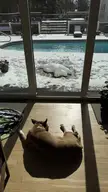 Outside dog vs inside dog