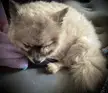 Fluffy [OC]