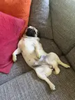 Is this normal behaviour for a pug?