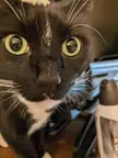 Kitty.