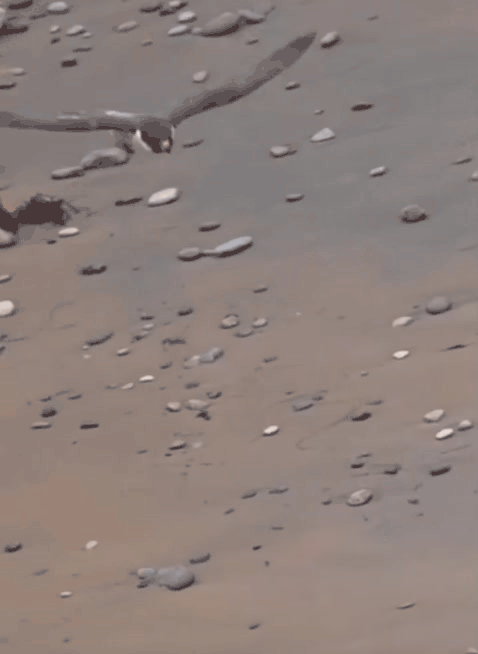 A fox using its instincts and senses to dodge a Raptors repeated attacks with extreme precision.