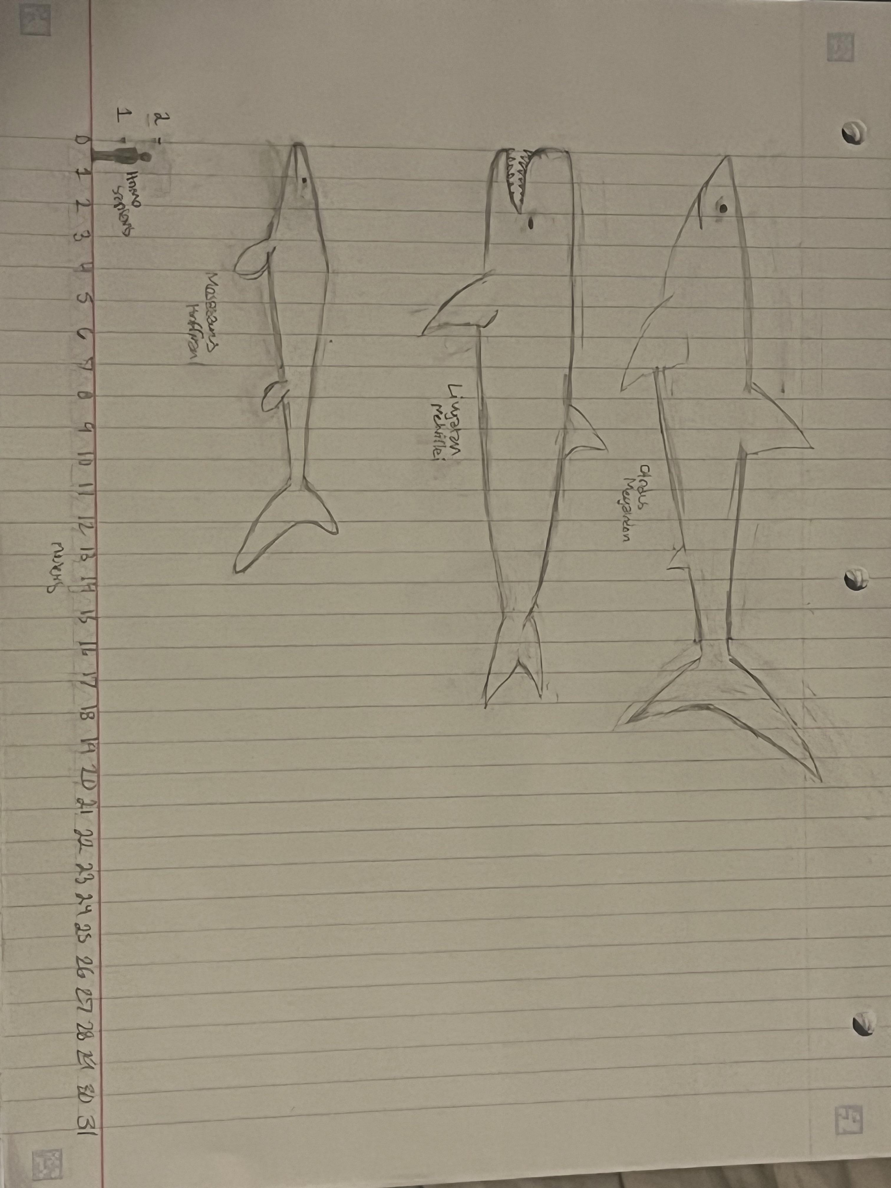 Got bored in the waiting room doodled a size comparaison between some of the most infamous extinct marine predators
