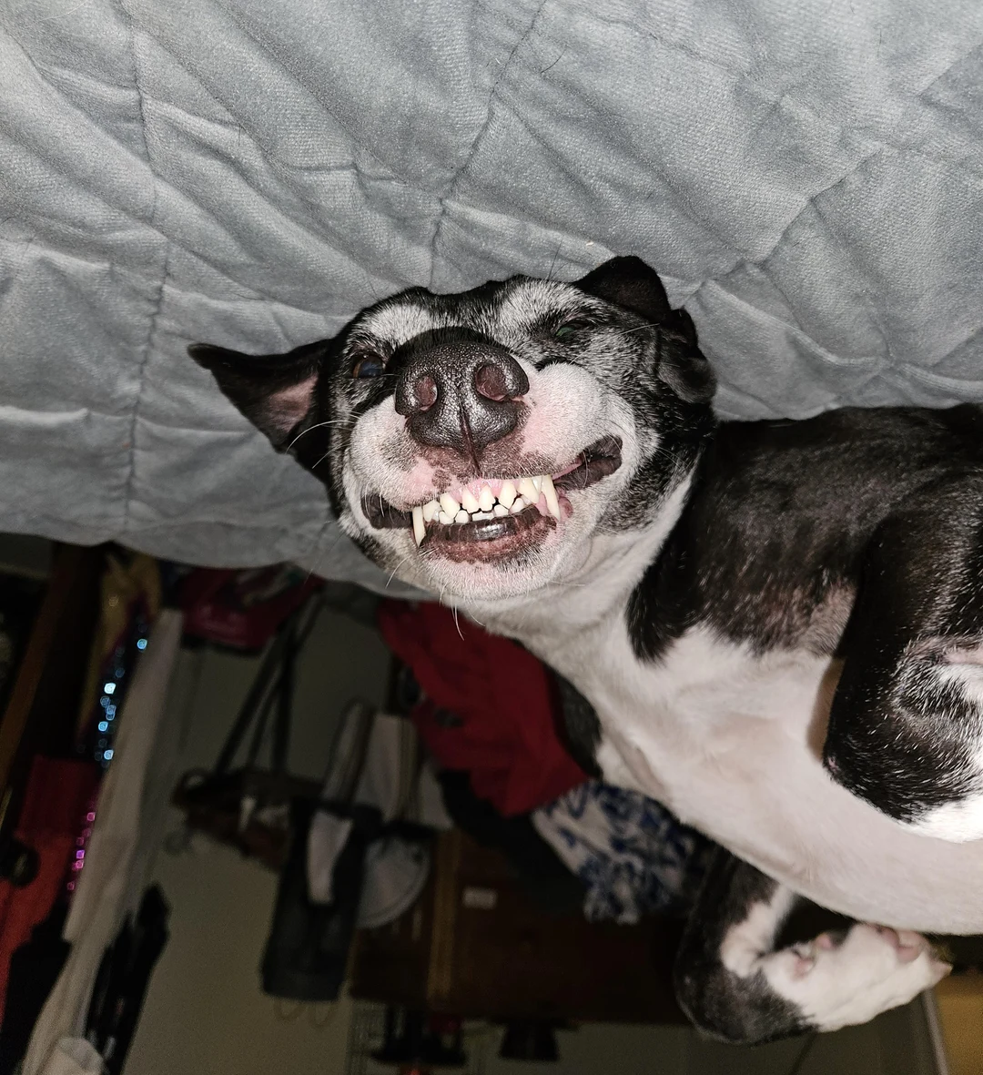 Flipping my dog 180. Scrolller