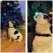 My cat tries to eat the Christmas tree lights