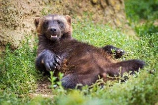 mustelids