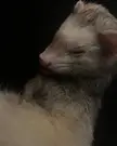 sleepy ferret blep
