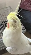 why is my cockatiel balding so much? is it moulting season? what do i do?