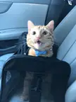 Bow tie!