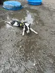 Someone decided to take a mud bath before going home