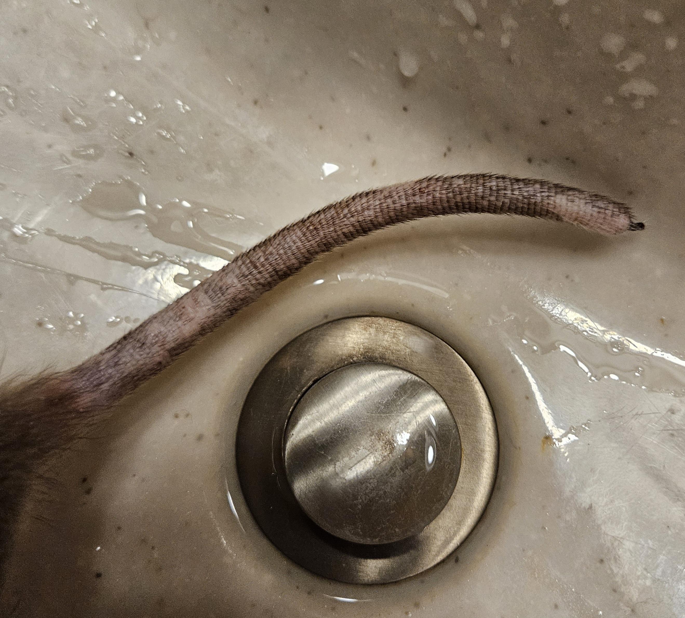 A rat's tail lying in a bathroom sink and caught in a black metal rack.
