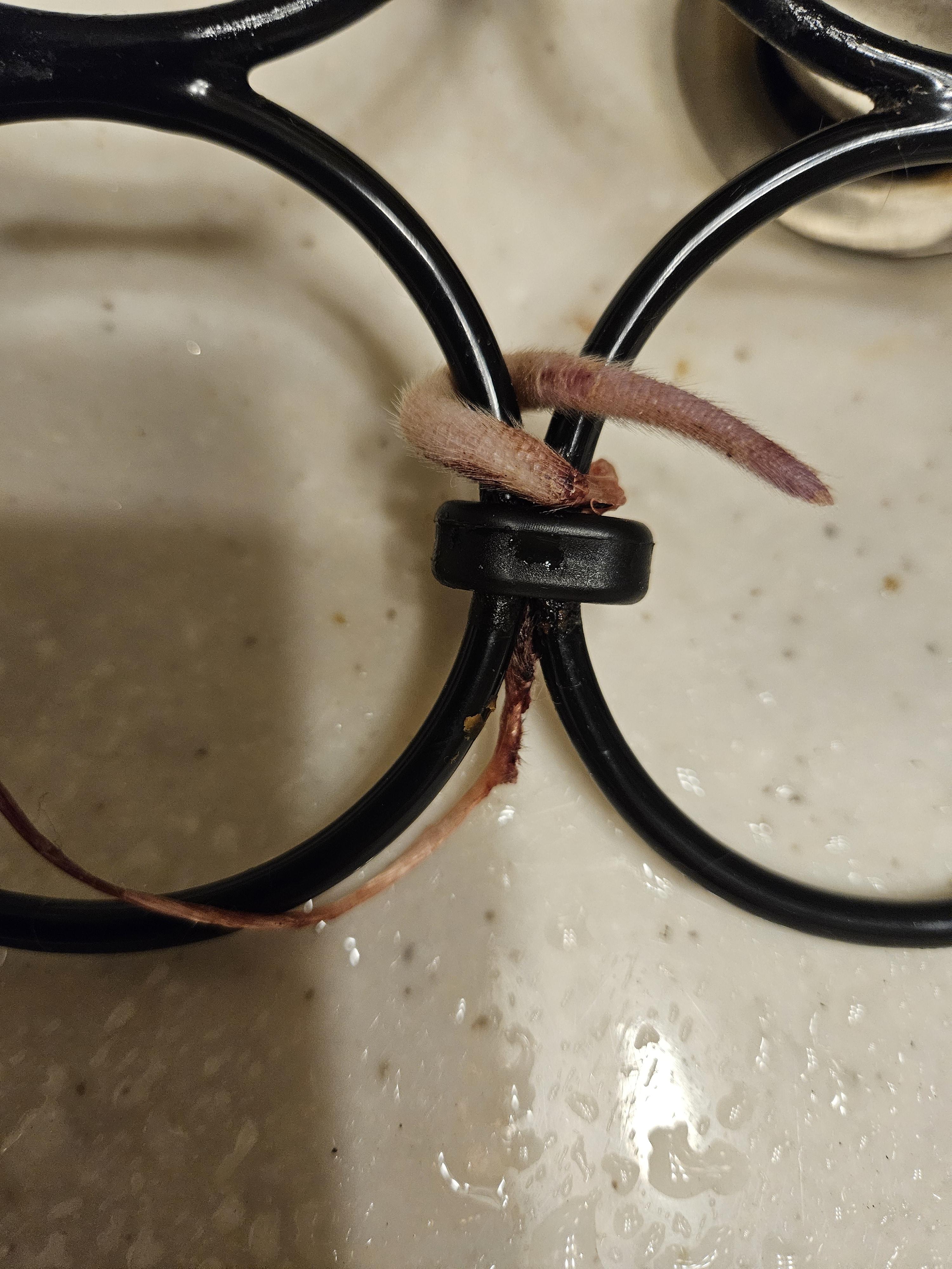 A rat's tail lying in a bathroom sink and caught in a black metal rack.