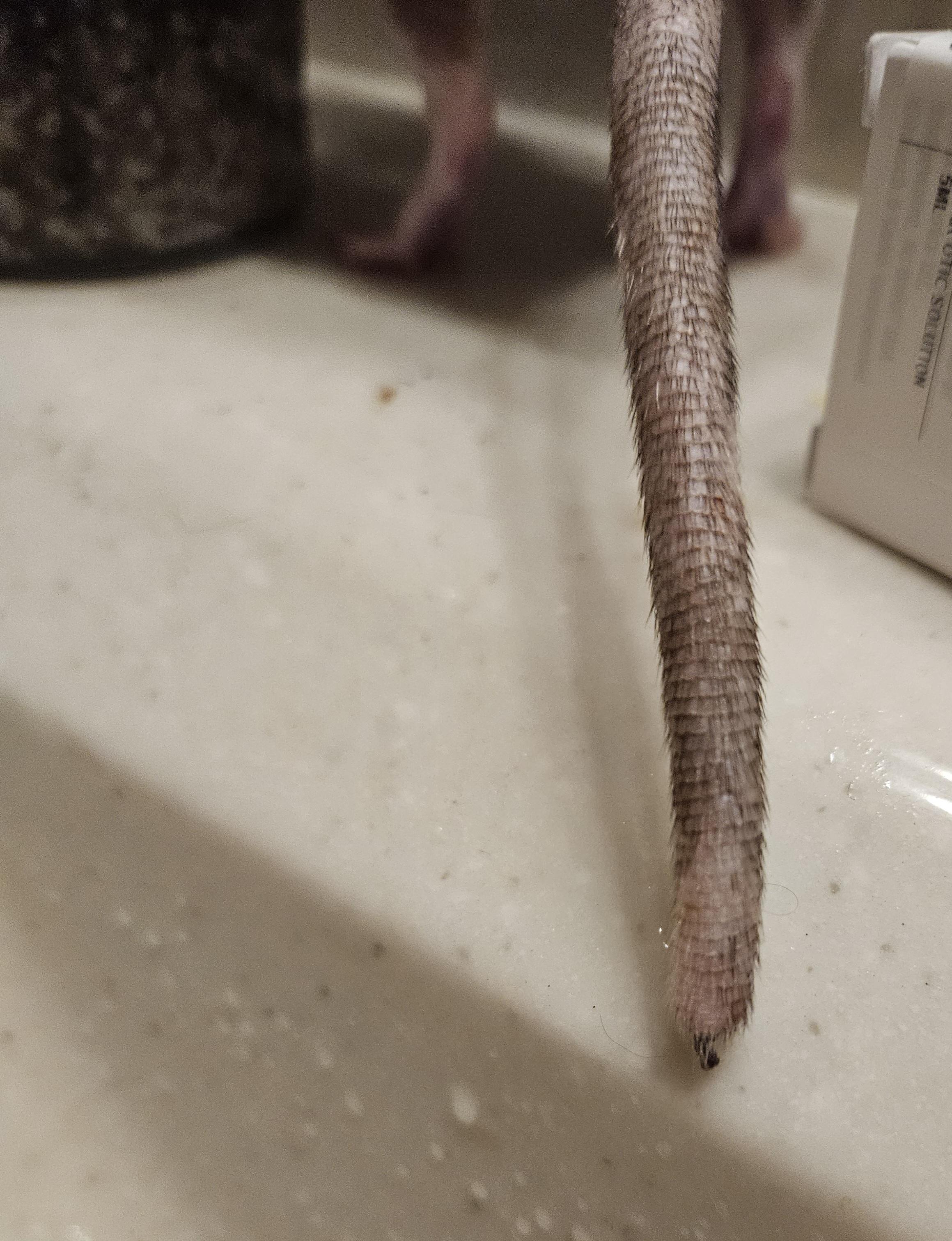 A rat's tail lying in a bathroom sink and caught in a black metal rack.