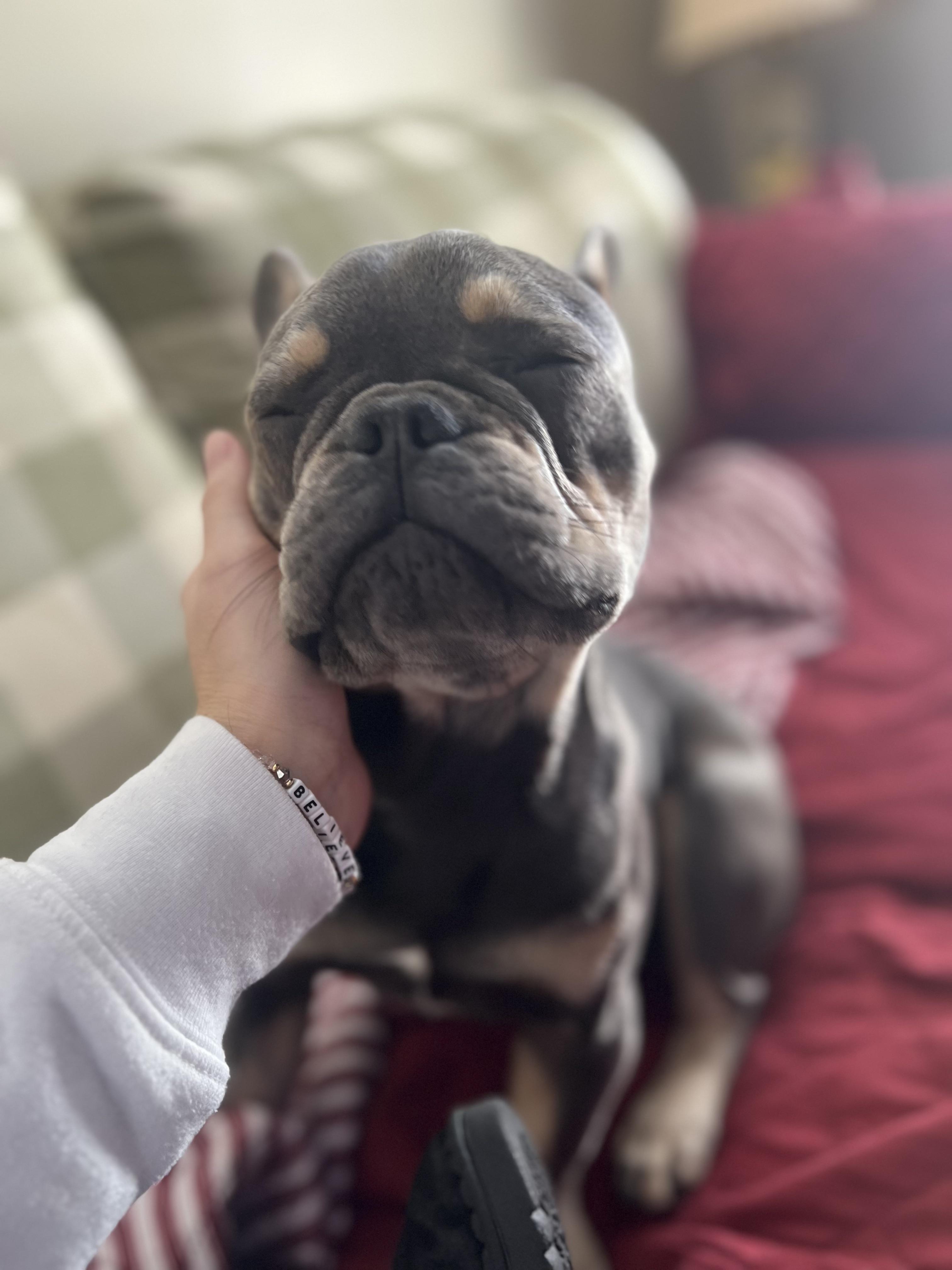 Henry, a grey French Bulldog, being petted and standing on a wooden floor indoors