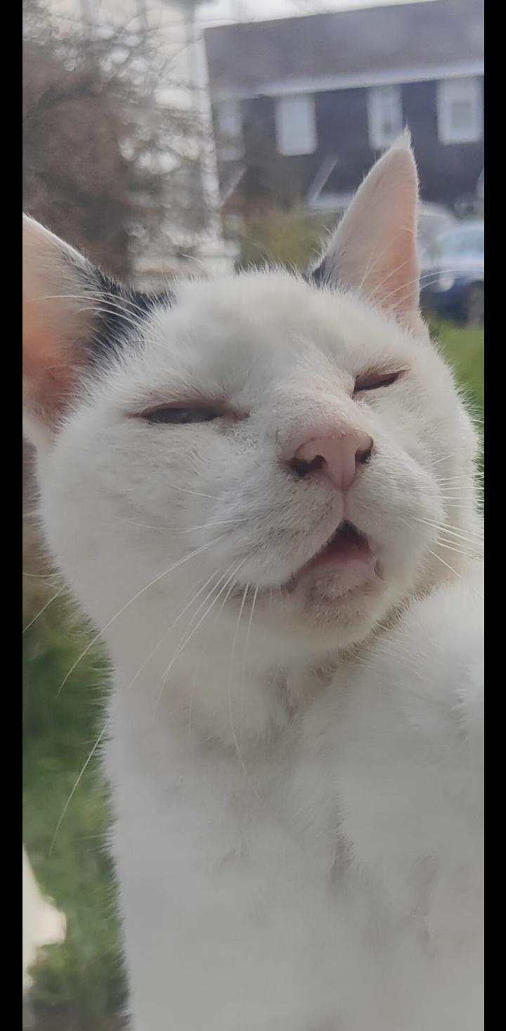 my cat mid sneeze while looking thru the window outside